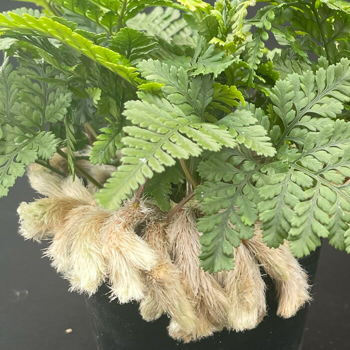 楽天市場】トキワシノブ(花・観葉植物|花・ガーデン・DIY)の通販 楽天市場】トキワシノブ(花・観葉植物|花・ガーデン・DIY)の通販