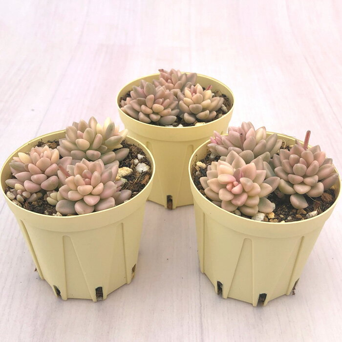 多肉植物 エケベリア プロリフィカ錦 6cmポット 観葉植物 インテリア ejr