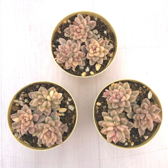 多肉植物 エケベリア プロリフィカ錦 6cmポット 観葉植物 インテリア ejr