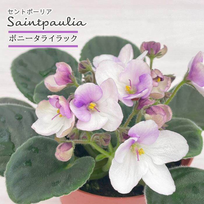 乐天商城 - 【予約販売】 セントポーリア ボニータライラック 9cmポット 普通種 鉢花 インテリアグリーン ryg 11月中旬以降発送