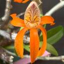洋ラン【開花見込株】デンドロビウム ユニカム 7.5cmポット 洋ラン デンドロビューム 洋蘭 送料無料 インテリア asa