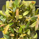 洋ラン【開花見込株】デンドロビウム パシフィラム 板付き 洋ラン デンドロビューム 洋蘭 送料無料 インテリア asa