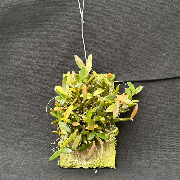 洋ラン【開花見込株】デンドロビウム パシフィラム 板付き 洋ラン デンドロビューム 洋蘭 送料無料 インテリア asa