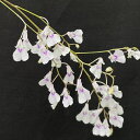 洋ラン【開花見込株】イオノプシス ウトリキュラリオイデス 板付き 洋ラン 洋蘭 送料無料 インテリア asa