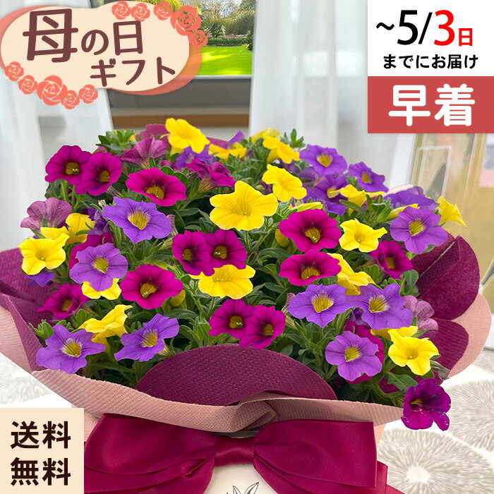 乐天商城 - 【まもなく終了】【GWにお届け！早着】【直接渡せる】母の日 ギフト カリブラコア ファンシーミックス 5号鉢 鉢花 プレゼント 送料無料