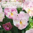 【予約販売】 育種家うえたさんオリジナル ビオラ キューティーハート 10.5cmポット 花苗 ガーデニング uet 11月中旬以降発送
