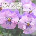 【予約販売】 育種家うえたさんオリジナル ビオラ はんなり小町 はんなりこまち 10.5cmポット 花苗 ガーデニング uet 11月中旬以降発送