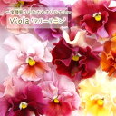 【予約販売】 育種家うえたさんオリジナル パンジー マリーリーン 10.5cmポット 花苗 ガーデニング uet 11月中旬以降発送