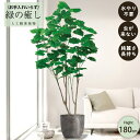 【メーカー直送】 フェイクグリーン フィカス ウンベラータ ポット付き 180cm 大型 高級 室内 人工観葉植物 屋外不可 acs