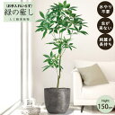 【メーカー直送】 フェイクグリーン パキラ ポット付き 150cm 中大型 高級 室内 人工観葉植物 送料無料 屋外不可 acs