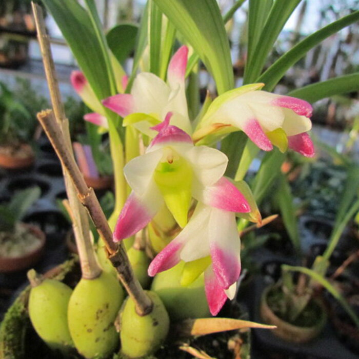 【予約販売】 洋ラン【開花見込株】ボスリオキラス ベルス 原種 10.5cm素焼き鉢 洋蘭 インテリア yam 3月中旬以降発送