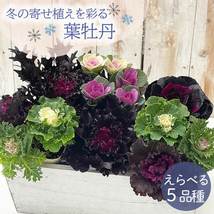 選べる ハボタン 苗 9cm〜10.5cmポット 寄せ植え カラーリーフ 耐寒性 花苗 ガーデニング