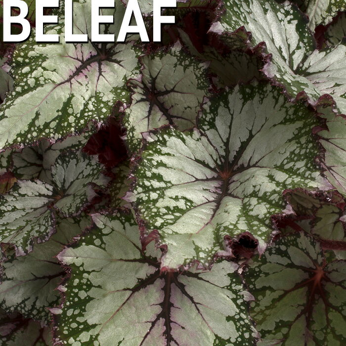 【予約販売】 レックスベゴニア ビリーフコレクション アジアンツンドラ 10.5cmポット ベゴニア 鉢花 ..