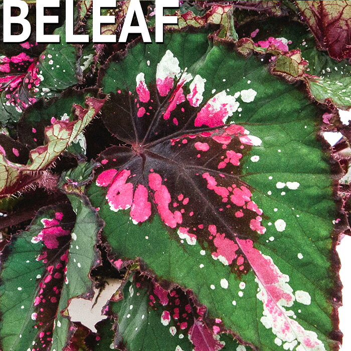 【予約販売】 レックスベゴニア ビリーフコレクション アラスカスリーク 10.5cmポット ベゴニア 鉢花 ..