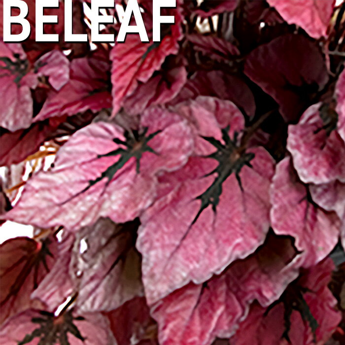 【予約販売】 レックスベゴニア ビリーフコレクション インディアンサマー 10.5cmポット ベゴニア 鉢花..