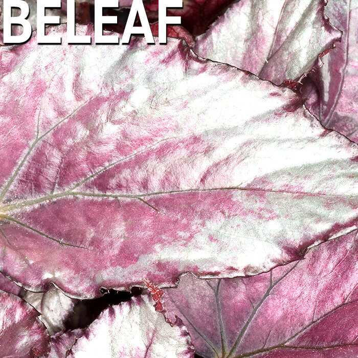 【予約販売】 レックスベゴニア ビリーフコレクション マオリヘイズ 10.5cmポット ベゴニア 鉢花 イン..