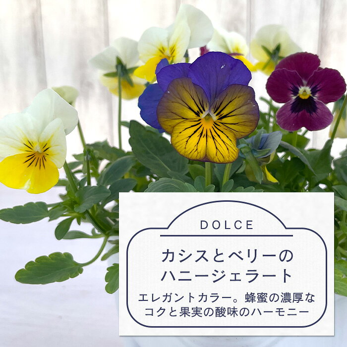 レイテストプランツの【予約販売】 ビオラ スイーツMIXビオラ カシスとベリーのハニージェラート 10.5cmポット h&l 花苗 ガーデニング hlv 11月下旬以降発送｜アングル3