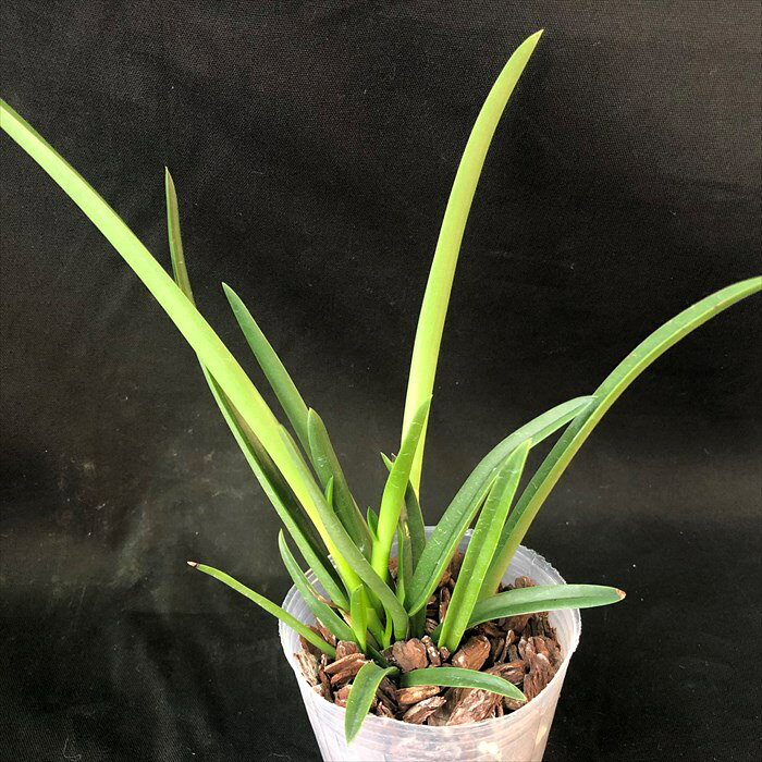 【予約販売】 洋ラン【開花見込株】ブラソカトレア モーニンググローリー 9cm素焼...