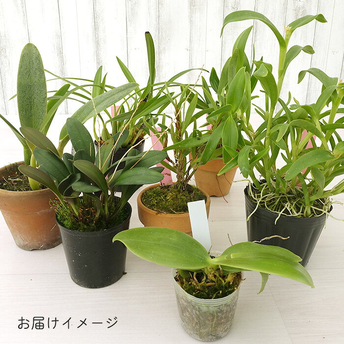 【予約販売】 洋ラン【開花見込株】ブラソカトレア モーニンググローリー 9cm素焼...