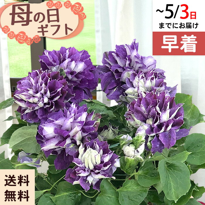 乐天商城 - ◆早割◆【GWにお届け！早着】【直接渡せる】母の日 ギフト クレマチス 新紫玉 6号鉢 鉢花 プレゼント 送料無料