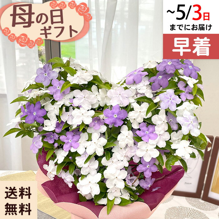 乐天商城 - ◆早割◆【GWにお届け！早着】【直接渡せる】母の日 ギフト ニオイバンマツリ 5号鉢 鉢花 プレゼント 送料無料