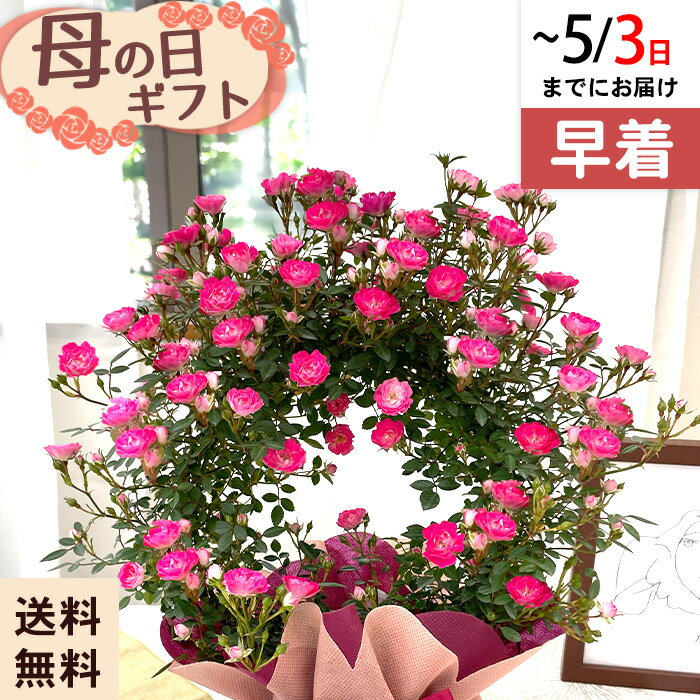 乐天商城 - ◆早割◆【GWにお届け！早着】【直接渡せる】母の日 ギフト バラリング カレン 4号鉢 鉢花 プレゼント 送料無料