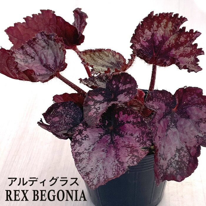 【予約販売】 レックスベゴニア アルディグラス 10.5cmポット ベゴニア 鉢花 イン...