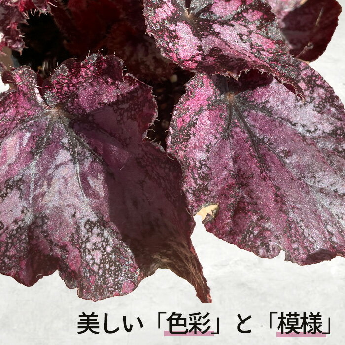 【予約販売】 レックスベゴニア アルディグラス 10.5cmポット ベゴニア 鉢花 イン...