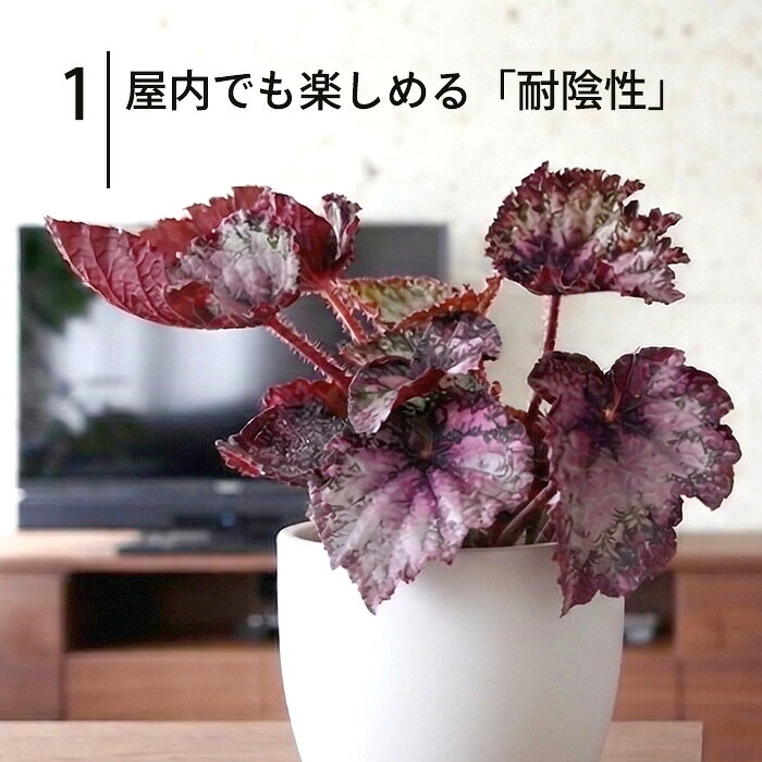 【予約販売】 レックスベゴニア アルディグラス 10.5cmポット ベゴニア 鉢花 イン...