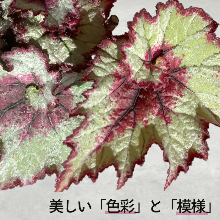 【予約販売】 レックスベゴニア ウズモミジ 10.5cmポット ベゴニア 鉢花 インテリ...