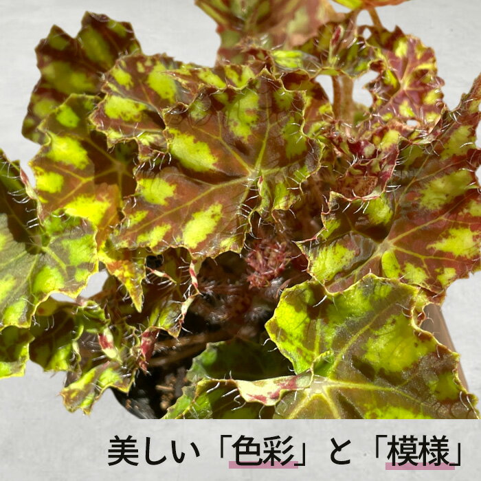 【予約販売】 レックスベゴニア タイガーキトゥン 10.5cmポット ベゴニア 鉢花 イ...
