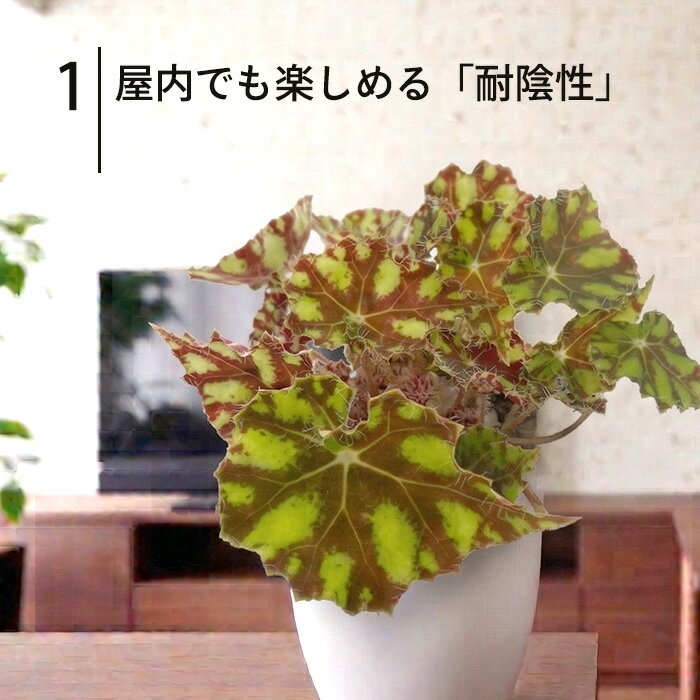 【予約販売】 レックスベゴニア タイガーキトゥン 10.5cmポット ベゴニア 鉢花 イ...