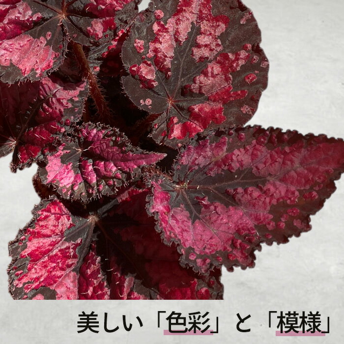【予約販売】 レックスベゴニア ビスタ 10.5cmポット ベゴニア 鉢花 インテリアグ...