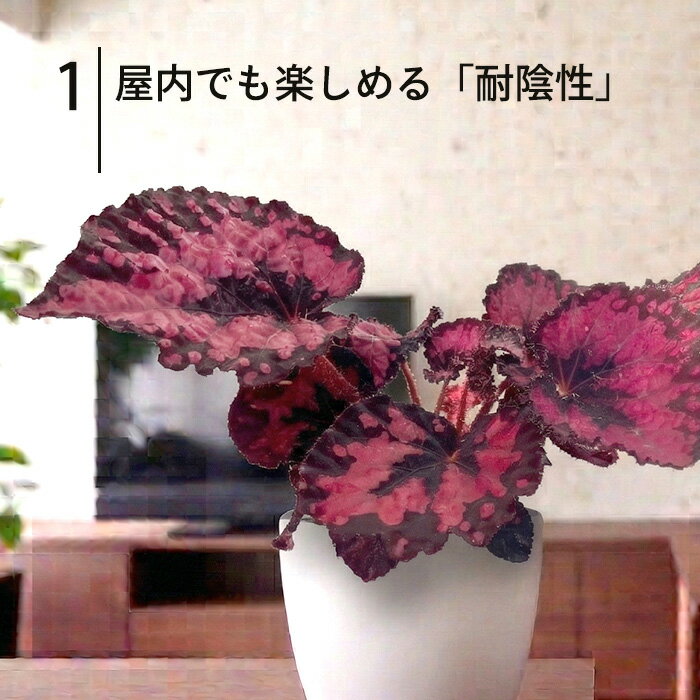 【予約販売】 レックスベゴニア ビスタ 10.5cmポット ベゴニア 鉢花 インテリアグ...