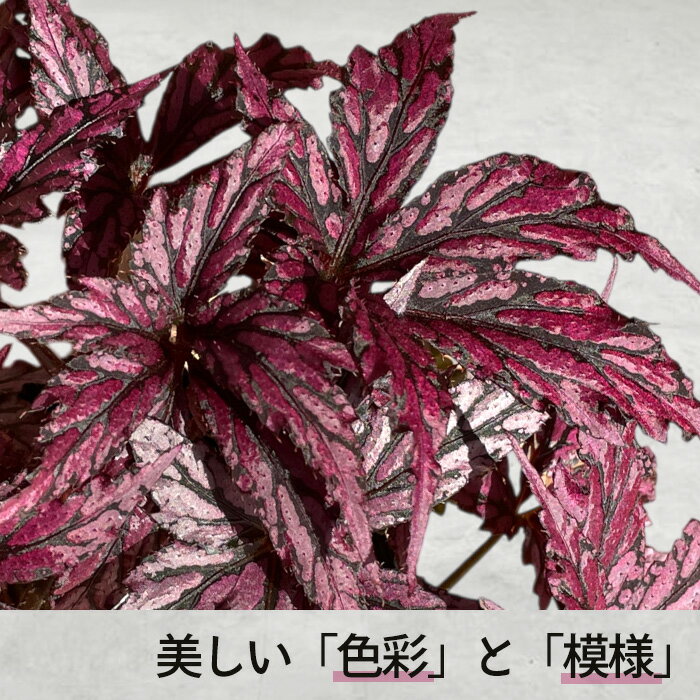 【予約販売】 レックスベゴニア ベニトチバ 10.5cmポット ベゴニア 鉢花 インテリ...