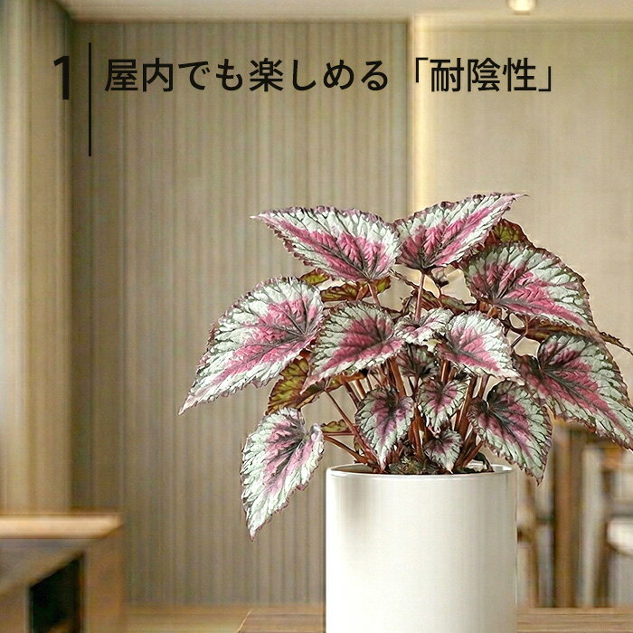 【予約販売】 レックスベゴニア ベニトチバ 10.5cmポット ベゴニア 鉢花 インテリ...