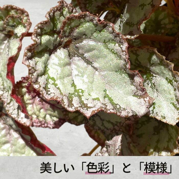 【予約販売】 レックスベゴニア モモヤマ 10.5cmポット ベゴニア 鉢花 インテリア...