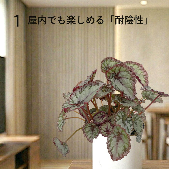 【予約販売】 レックスベゴニア モモヤマ 10.5cmポット ベゴニア 鉢花 インテリア...