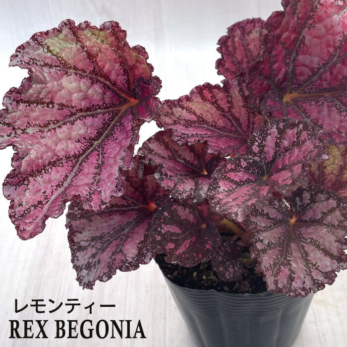 【予約販売】 レックスベゴニア レモンティ− 10.5cmポット ベゴニア 鉢花 インテリ...