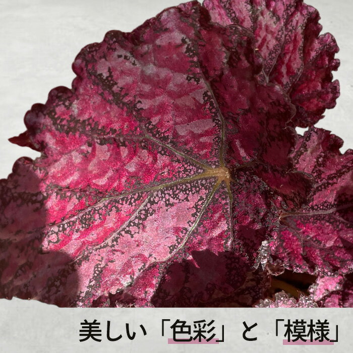 【予約販売】 レックスベゴニア レモンティ− 10.5cmポット ベゴニア 鉢花 インテリ...