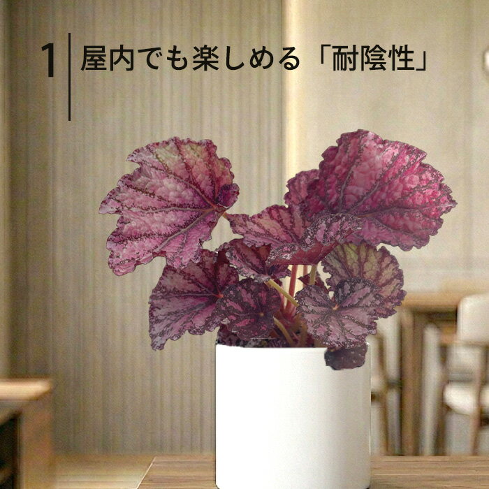 【予約販売】 レックスベゴニア レモンティ− 10.5cmポット ベゴニア 鉢花 インテリ...