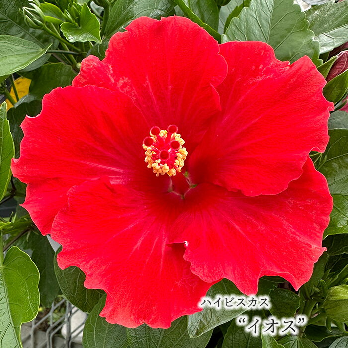 Hibiscus - 【予約販売】 ハイビスカス ニューロングライフシリーズ イオス 4号 鉢植え tzk 7月上旬以降発送