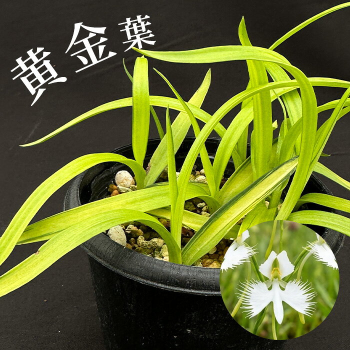 楽天市場】鷺 草（花・ガーデン・DIY）の通販