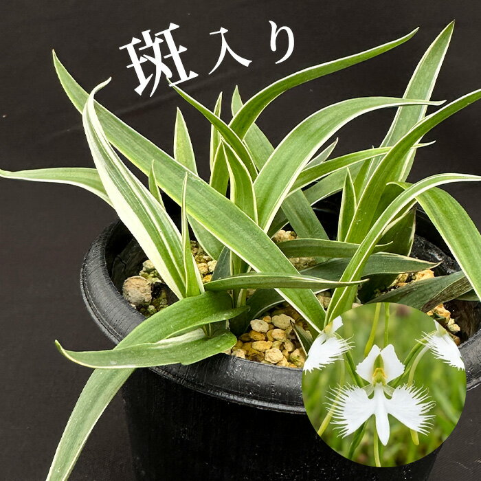 楽天市場】鷺 草（花・ガーデン・DIY）の通販