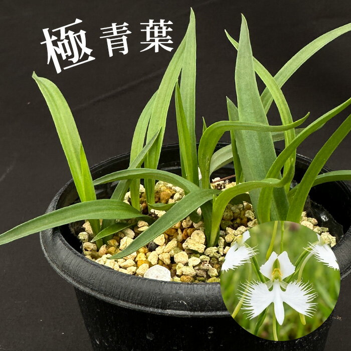 乐天商城 - 山野草 鷺草 青葉 9cmポット サギソウ 野生蘭 観葉植物 インテリア