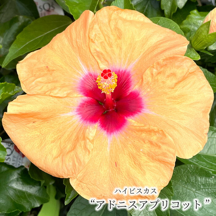 Hibiscus - 【予約販売】 ハイビスカス ニューロングライフシリーズ アドニスアプリコット 4号 鉢植え tzk 7月上旬以降発送