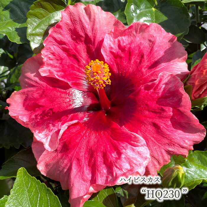 楽天市場】ハイビスカス 大輪（種類（植物）ハイビスカス）（鉢花｜花