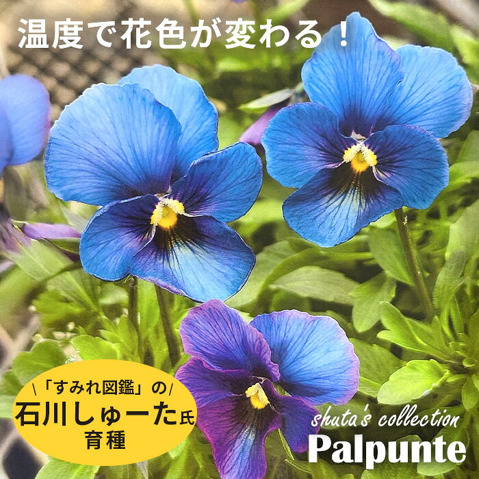 楽天市場】ビオラ（苗物｜ガーデニング・農業）：花・ガーデン・DIYの通販