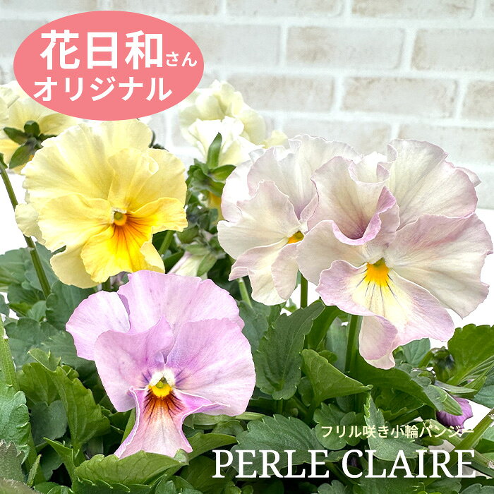 フリル咲き小輪パンジーペルクレア1...