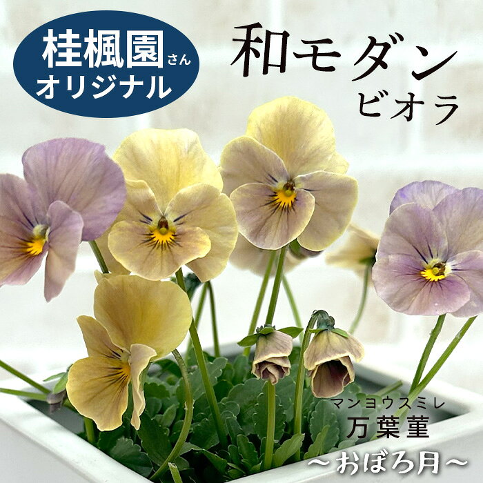 楽天市場】ビオラ 紫の通販